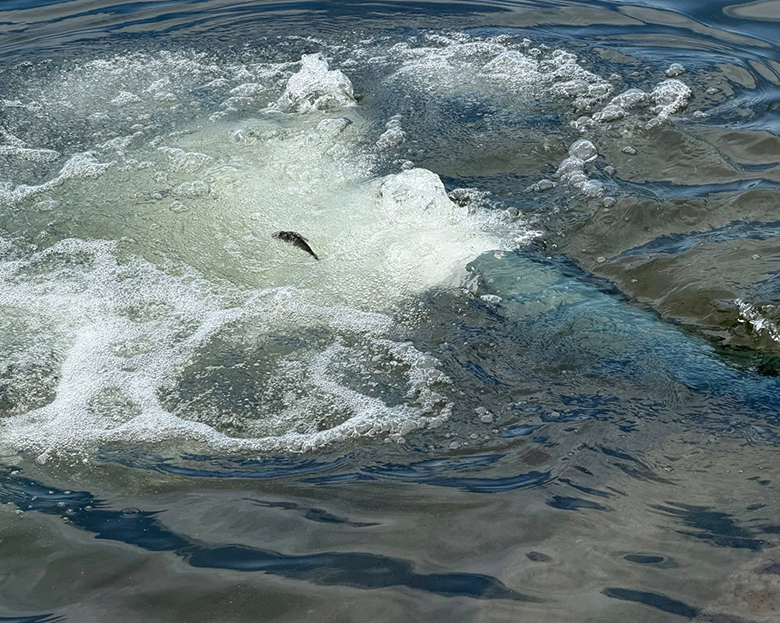 あゆの親魚放流