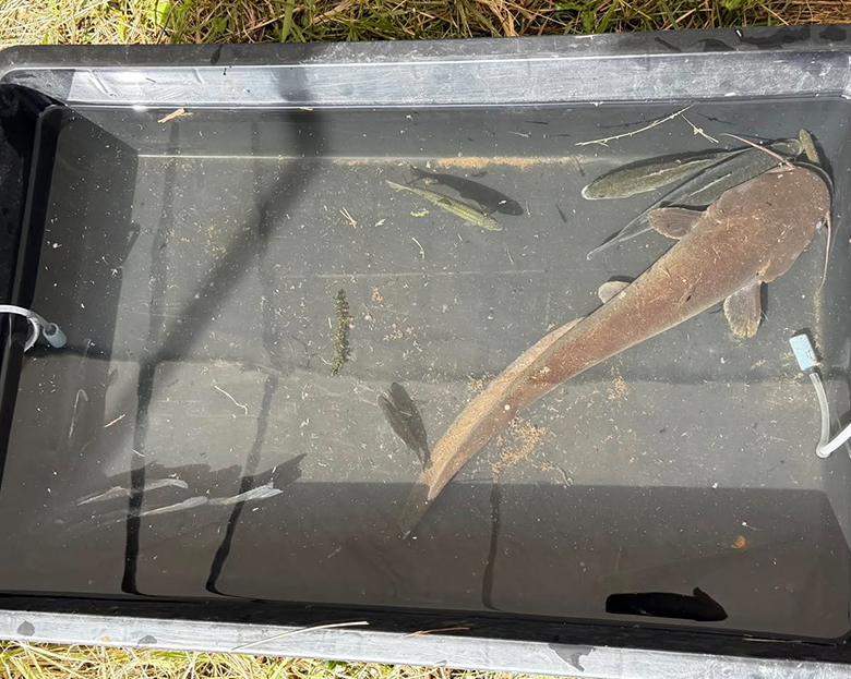 「かいぼり調査」を開催！