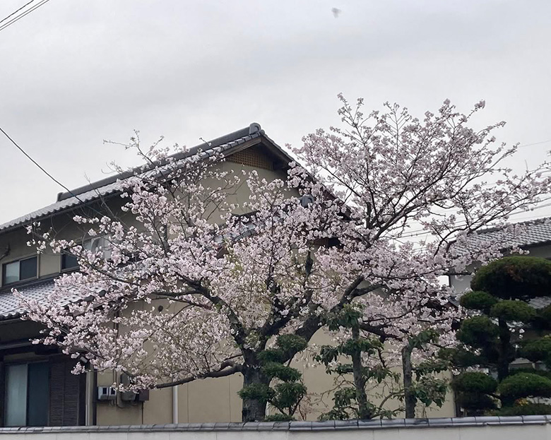 夜桜　ライトアップ！